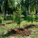 В Городском саду Улан-Удэ высадили пятьдесят новых деревьев